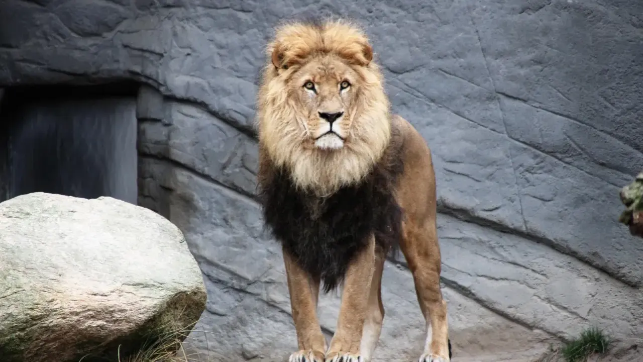 Un majestueux lion, tel le roi de la savane, se tient fier. Même un moucheron, s'il osait, pourrait le déranger.